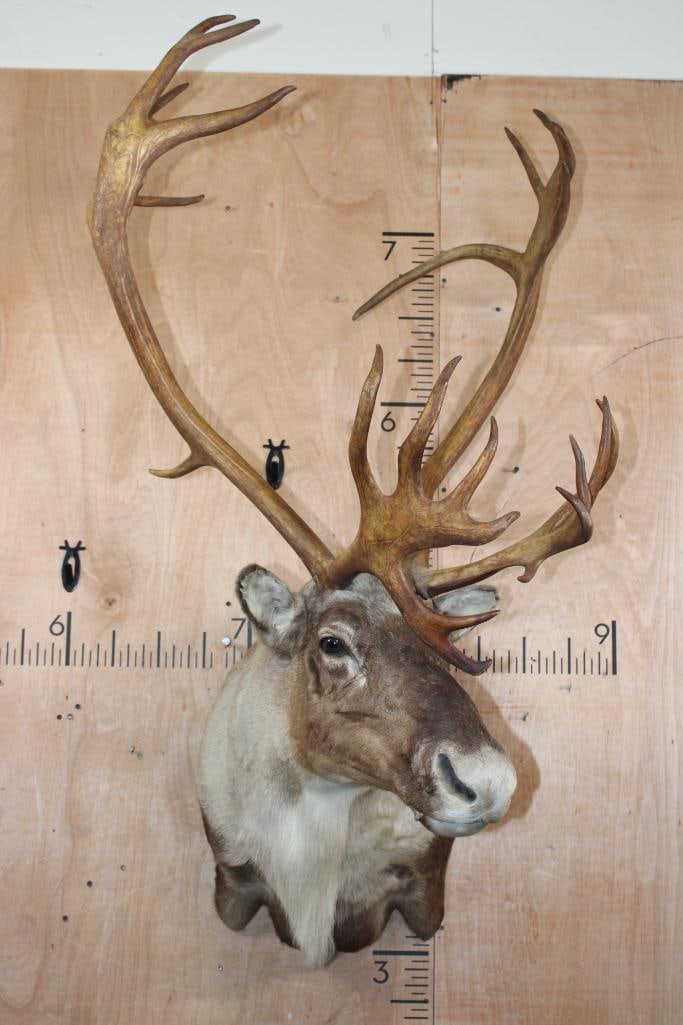 25-Point CARIBOU Shoulder Mount - 2