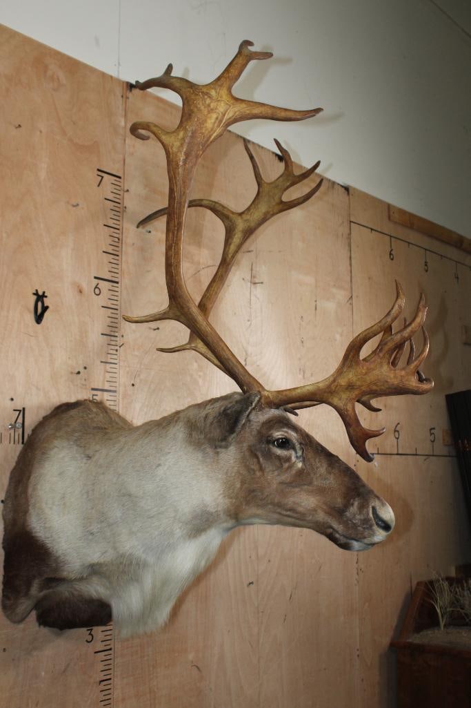 25-Point CARIBOU Shoulder Mount - 3