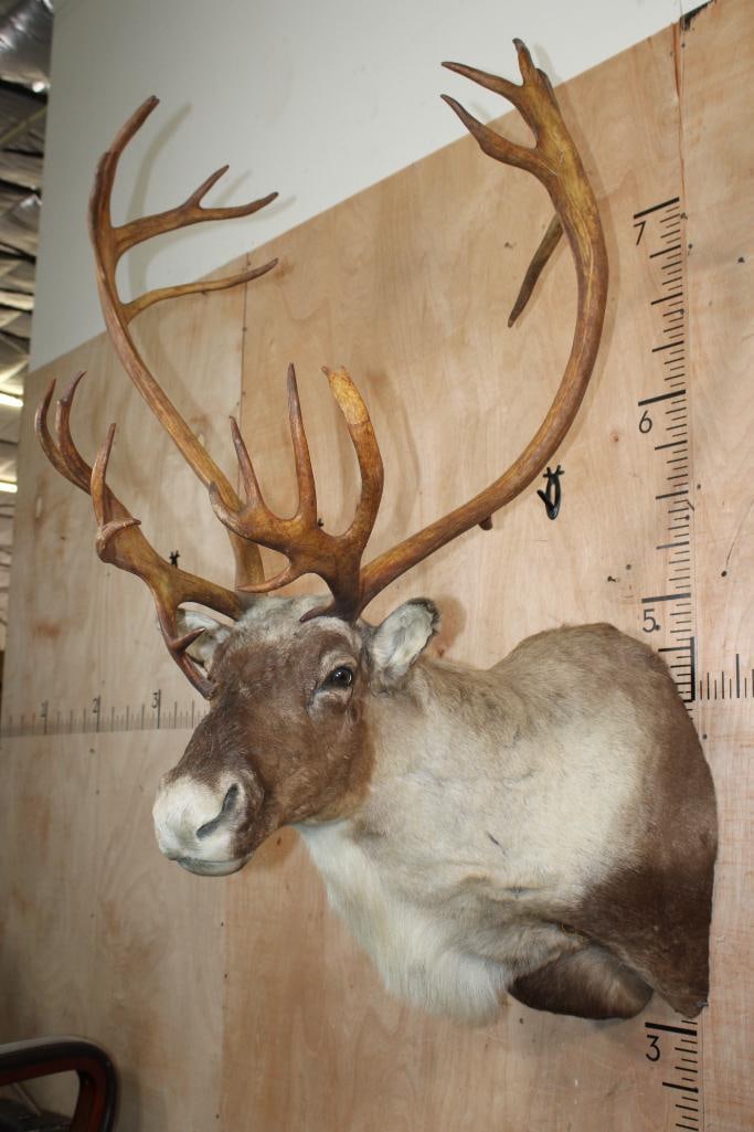 25-Point CARIBOU Shoulder Mount - 4