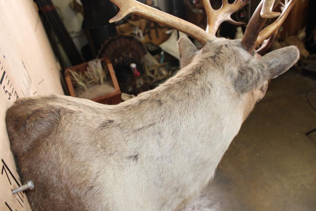 25-Point CARIBOU Shoulder Mount - 5