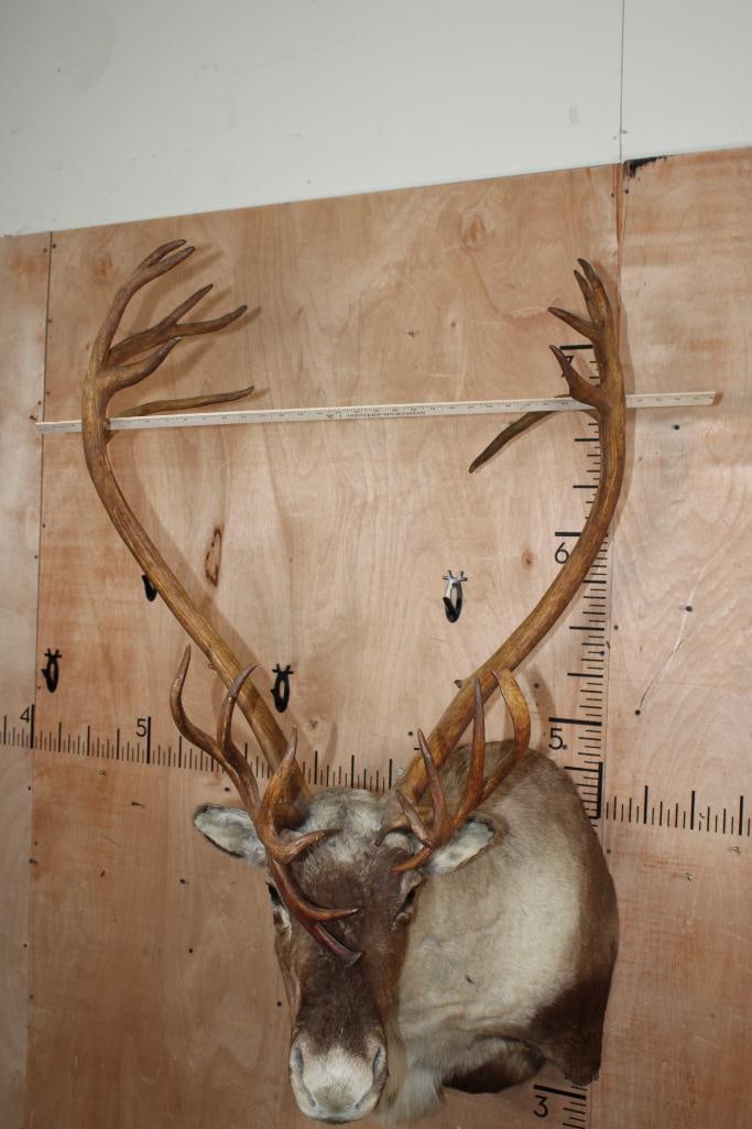 25-Point CARIBOU Shoulder Mount - 6
