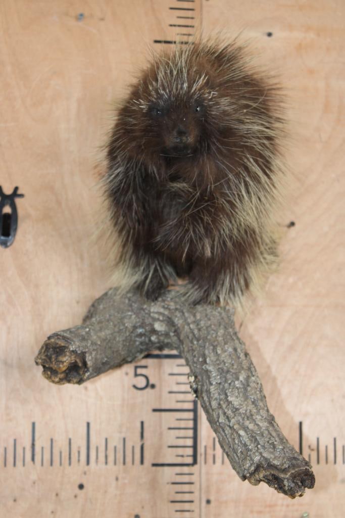 Life-sized PORCUPINE on a Lightweight Log Wall Base - 2