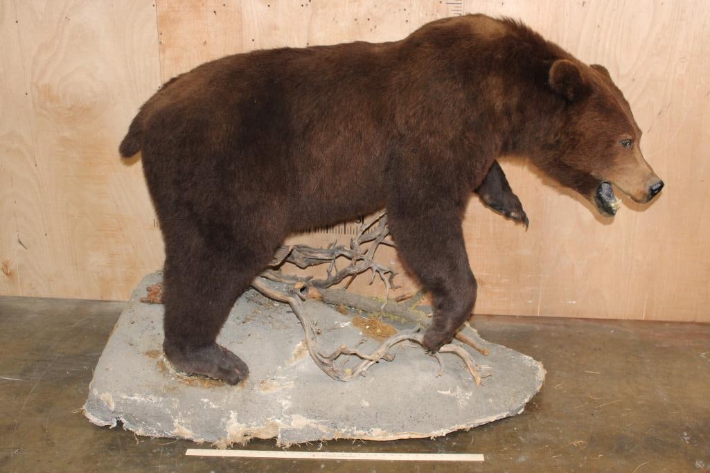 Life-sized BROWN BEAR on a Decorative Base with Wheels - 2