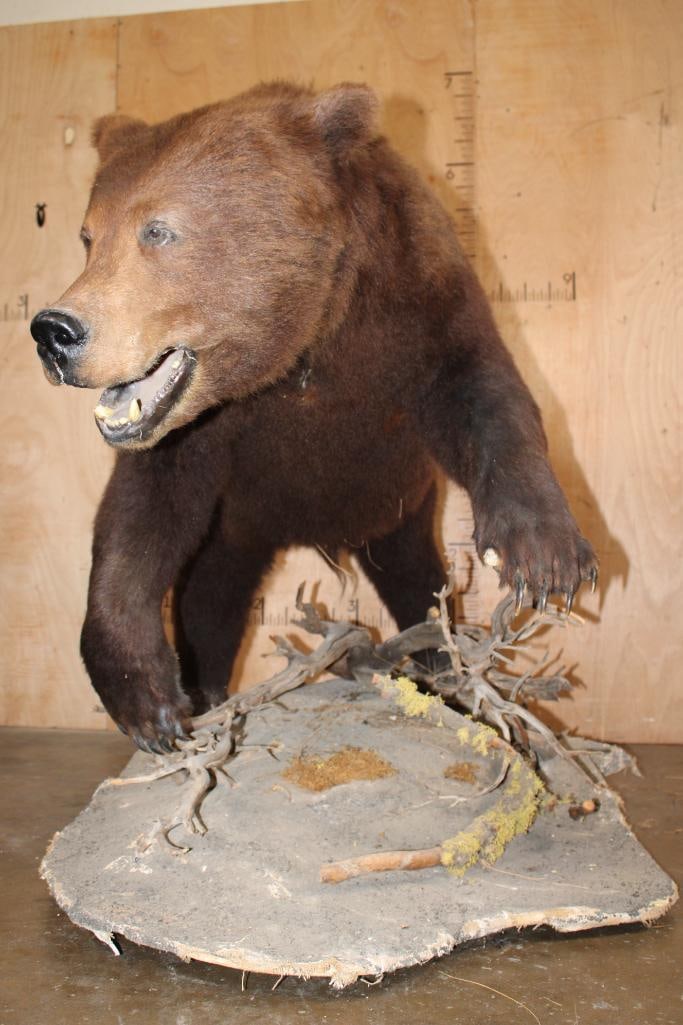Life-sized BROWN BEAR on a Decorative Base with Wheels - 3