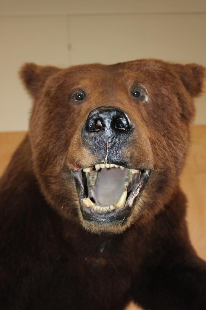 Life-sized BROWN BEAR on a Decorative Base with Wheels - 5