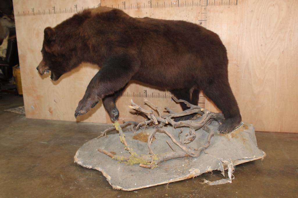 Life-sized BROWN BEAR on a Decorative Base with Wheels - 6