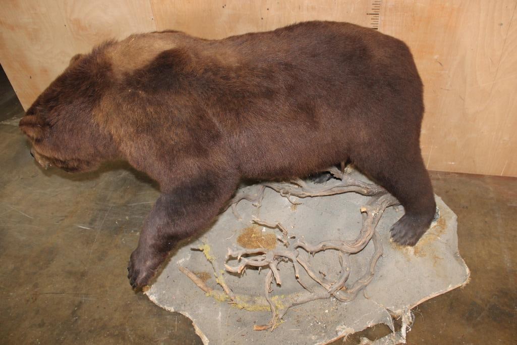 Life-sized BROWN BEAR on a Decorative Base with Wheels - 7
