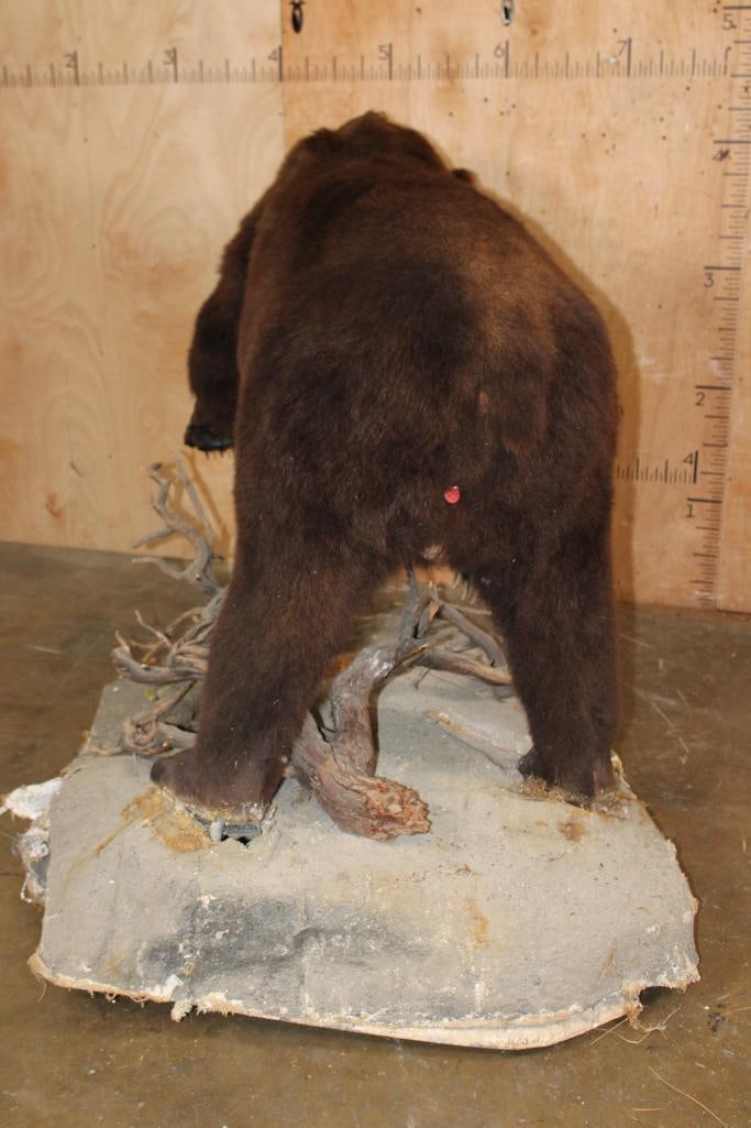 Life-sized BROWN BEAR on a Decorative Base with Wheels - 8