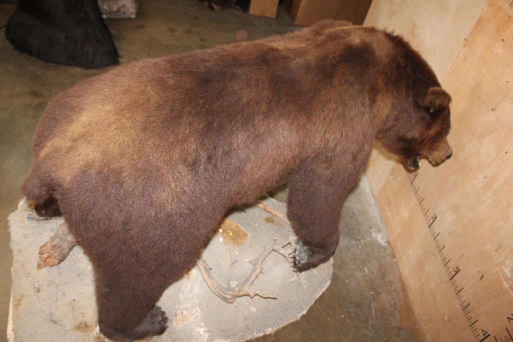 Life-sized BROWN BEAR on a Decorative Base with Wheels - 9