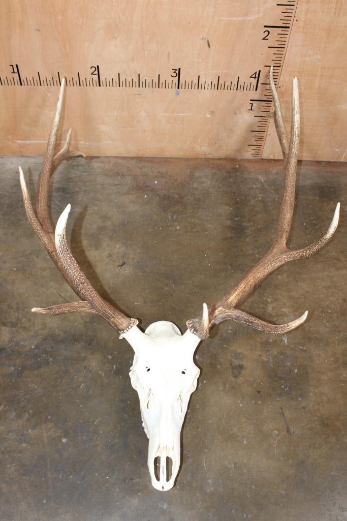 Big 12-Point ELK Skull: Big 12-Point ELK Skull with a 39" Spread. It has All its Teeth and is in Very Good Condition. TAXIDERMY SKULLS