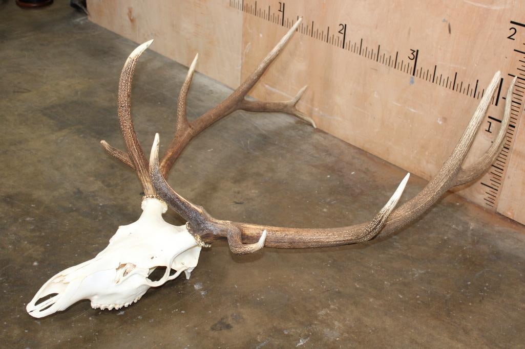 Big 12-Point ELK Skull - 2