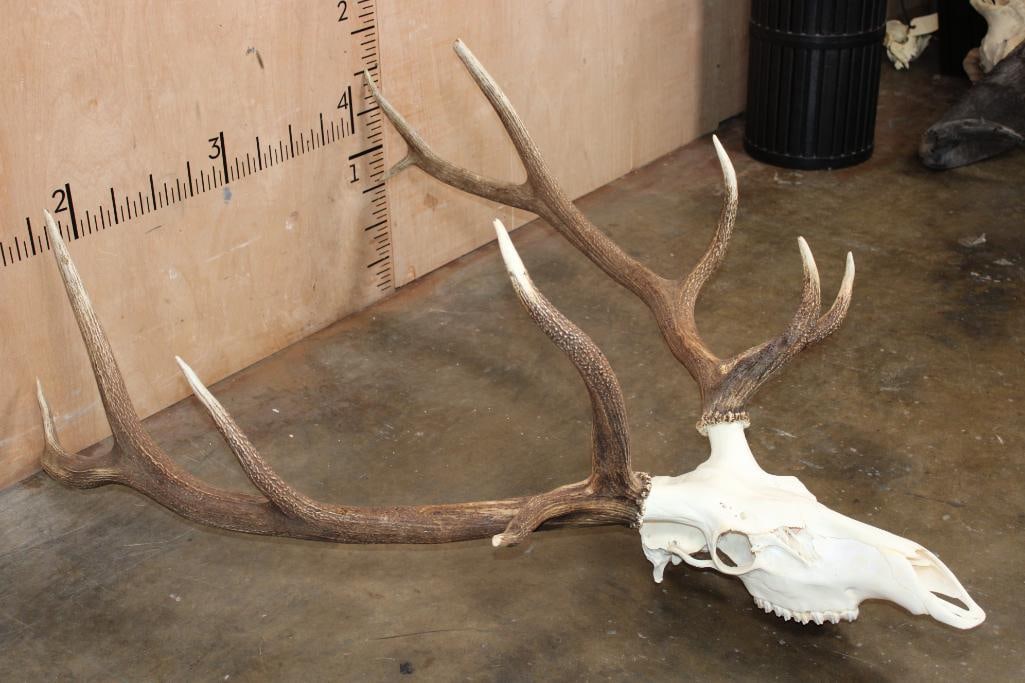 Big 12-Point ELK Skull - 3