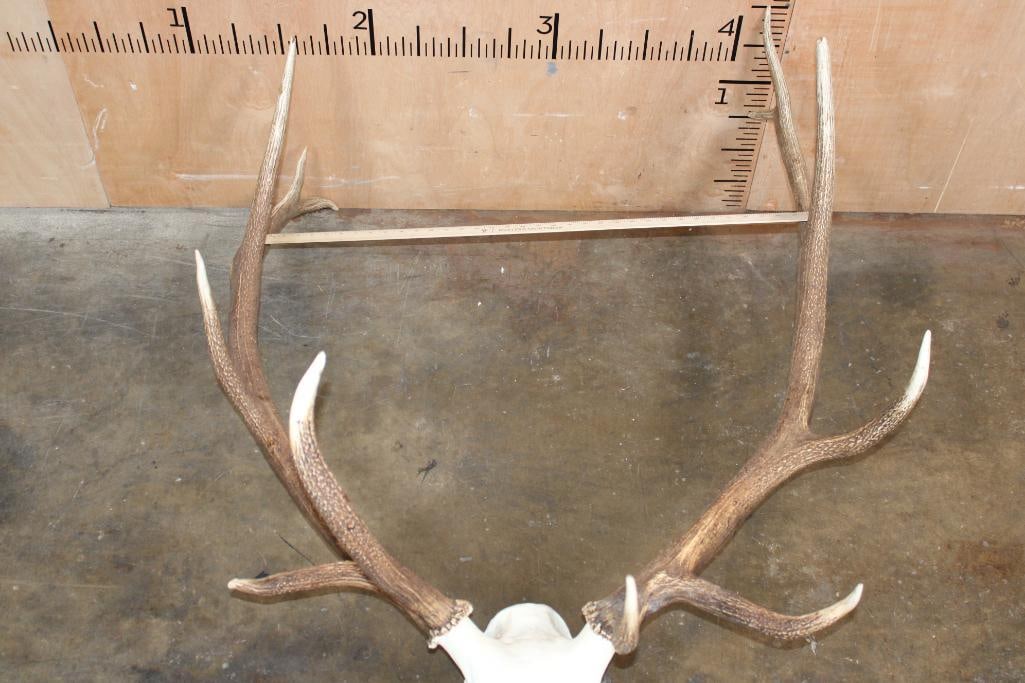 Big 12-Point ELK Skull - 4