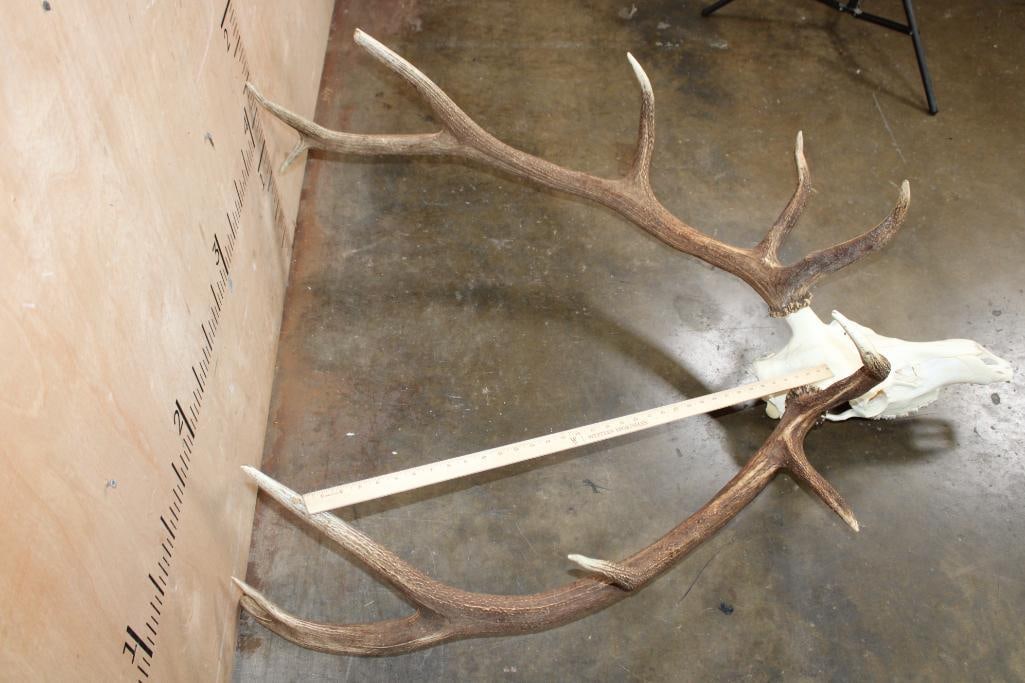 Big 12-Point ELK Skull - 5