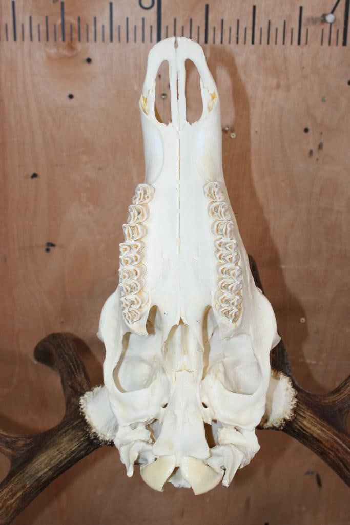 Big 12-Point ELK Skull - 6
