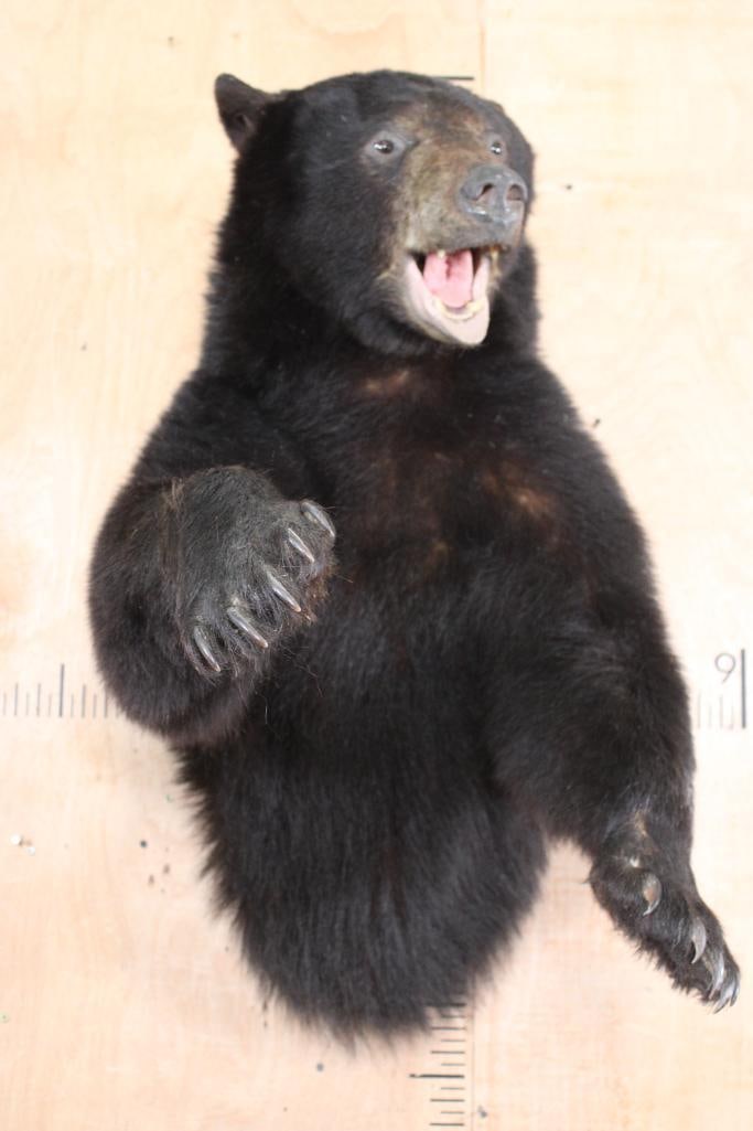 Big Half-body BLACK BEAR - 2