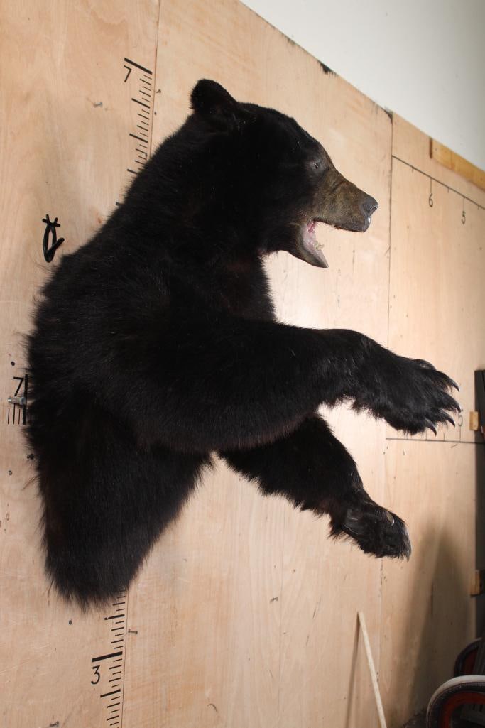 Big Half-body BLACK BEAR - 3