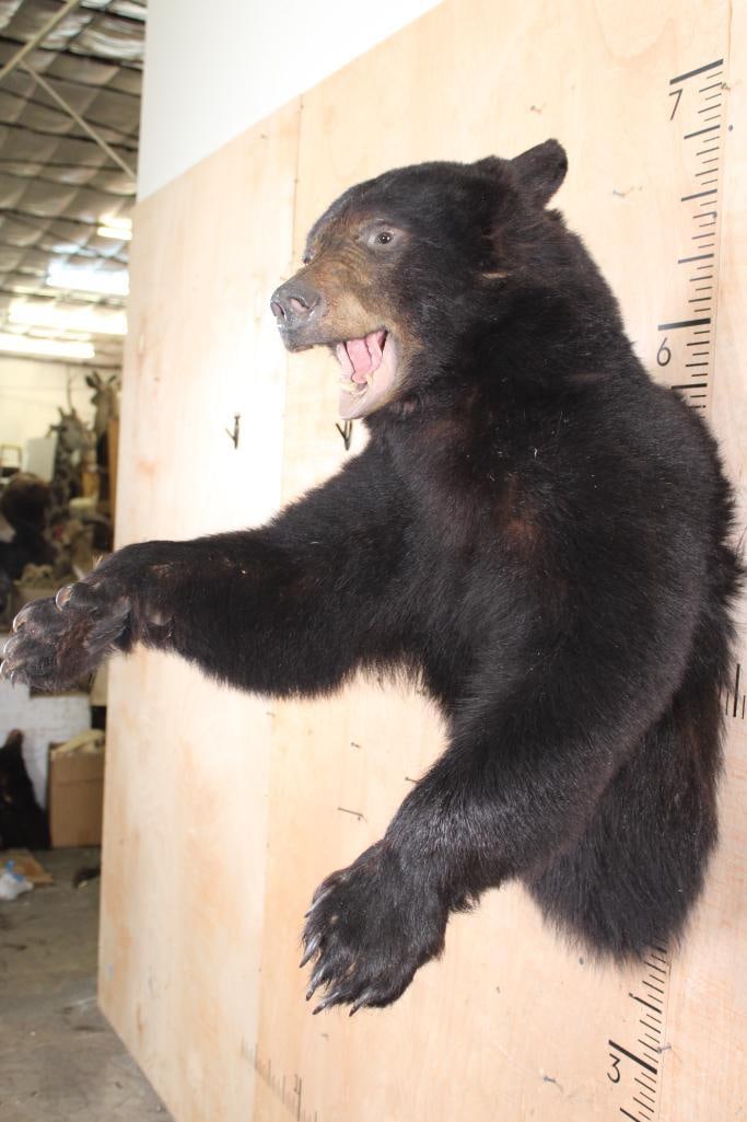 Big Half-body BLACK BEAR - 4