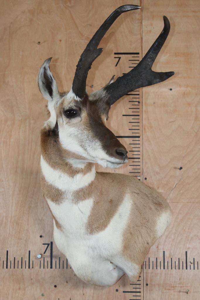 XL PRONGHORN Wall Pedestal Mount - 2