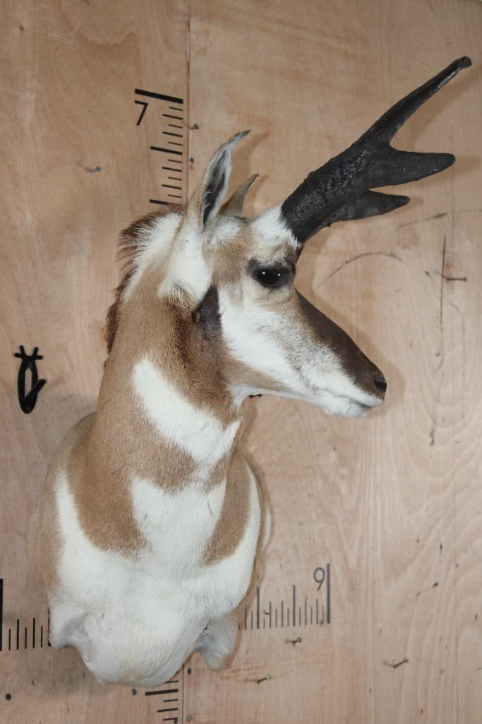 XL PRONGHORN Wall Pedestal Mount - 3