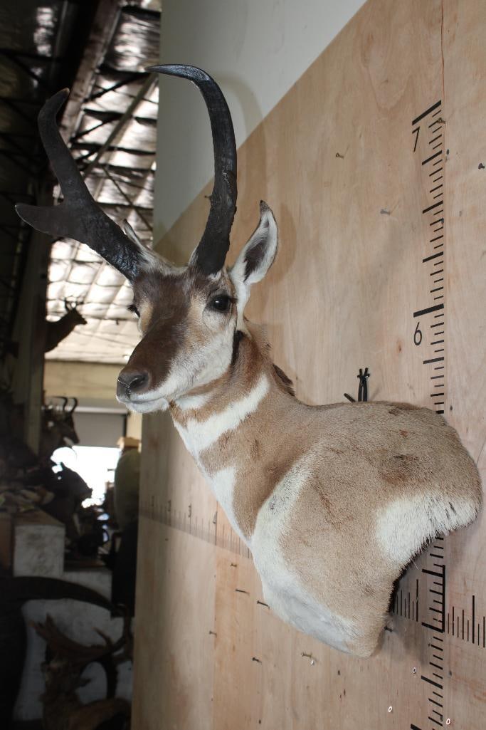 XL PRONGHORN Wall Pedestal Mount - 4