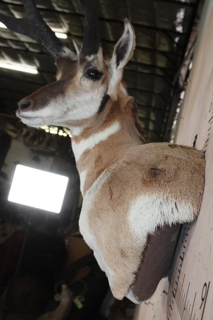 XL PRONGHORN Wall Pedestal Mount - 5
