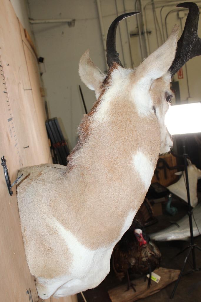 XL PRONGHORN Wall Pedestal Mount - 6