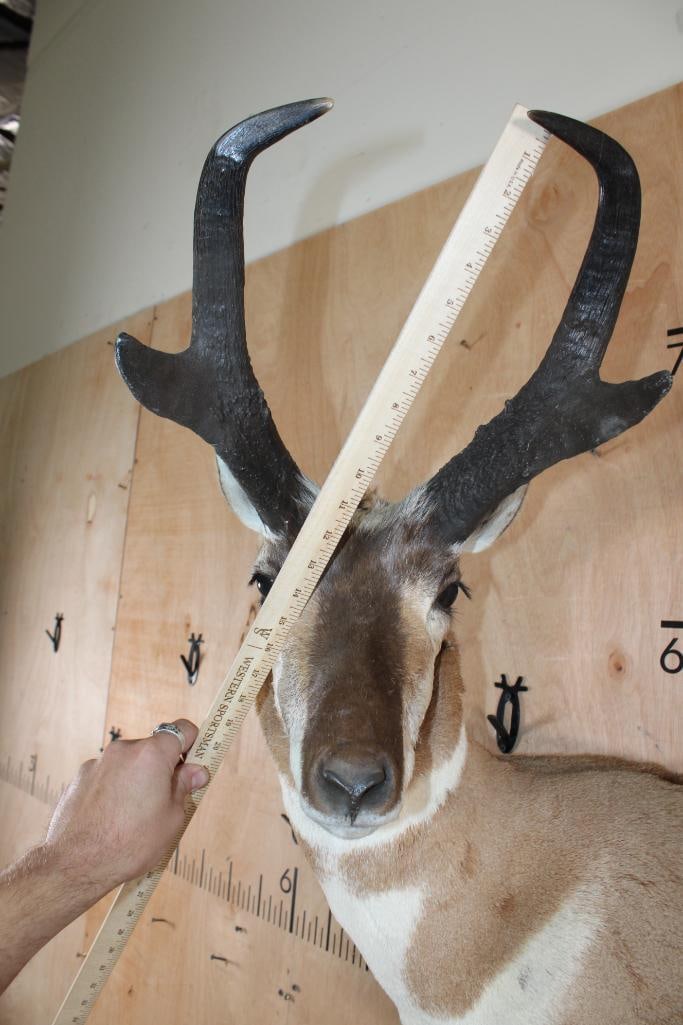 XL PRONGHORN Wall Pedestal Mount - 7