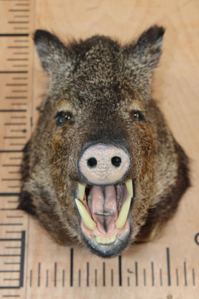 JAVELINA Shoulder Mount - 2