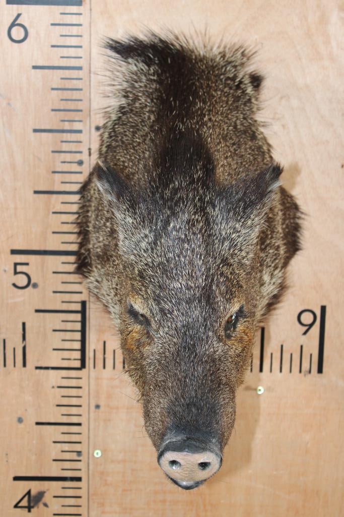 JAVELINA Shoulder Mount - 3