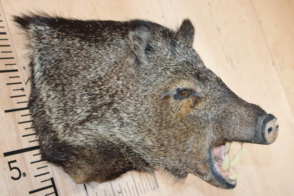 JAVELINA Shoulder Mount - 4