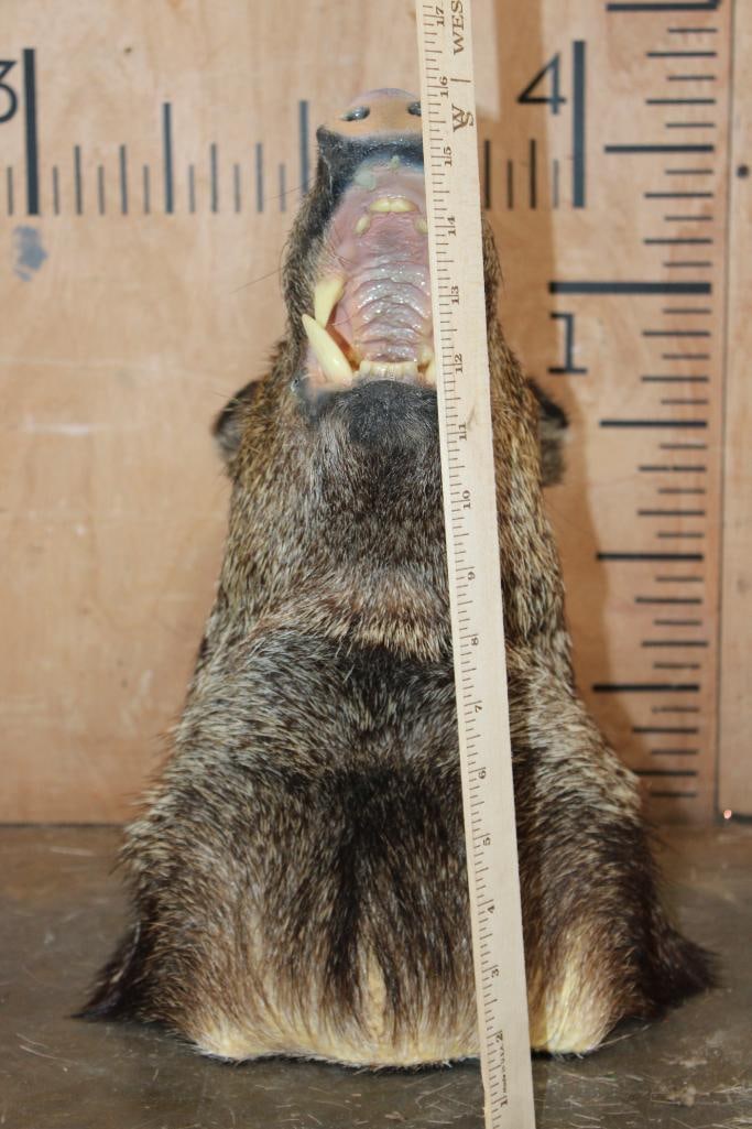 JAVELINA Shoulder Mount - 5