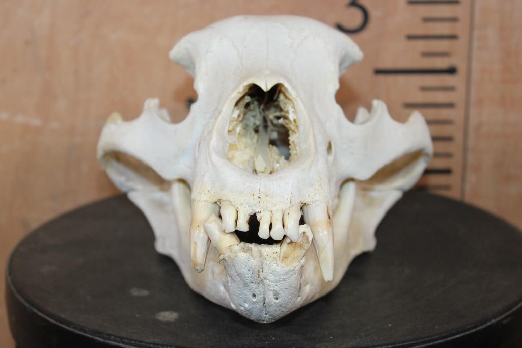 XXL BLACK BEAR Skull - 2
