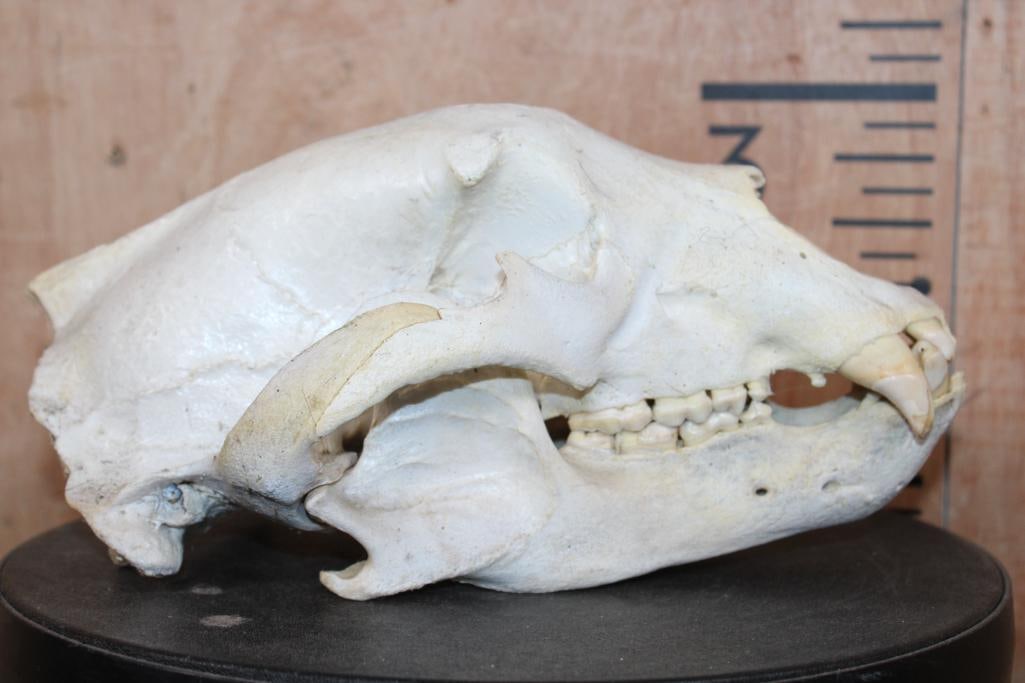 XXL BLACK BEAR Skull - 3