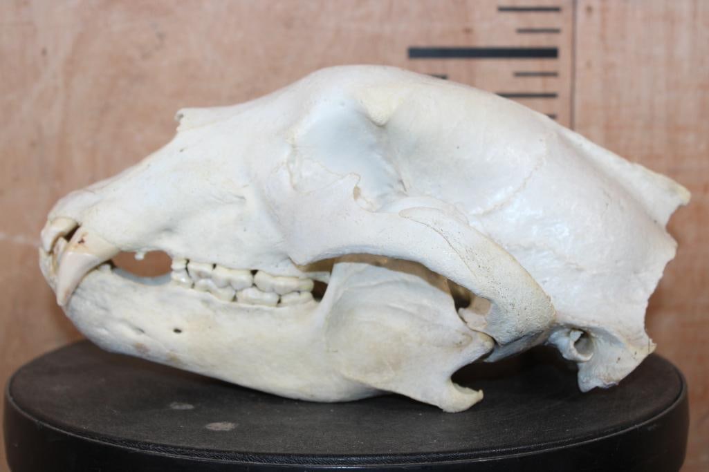 XXL BLACK BEAR Skull - 4