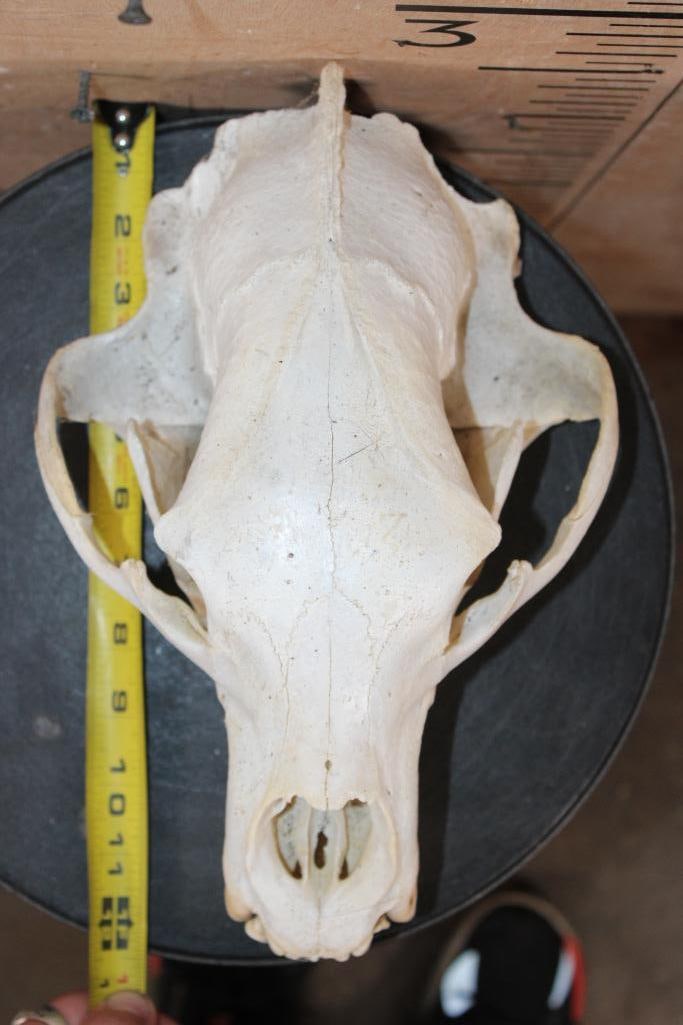 XXL BLACK BEAR Skull - 5