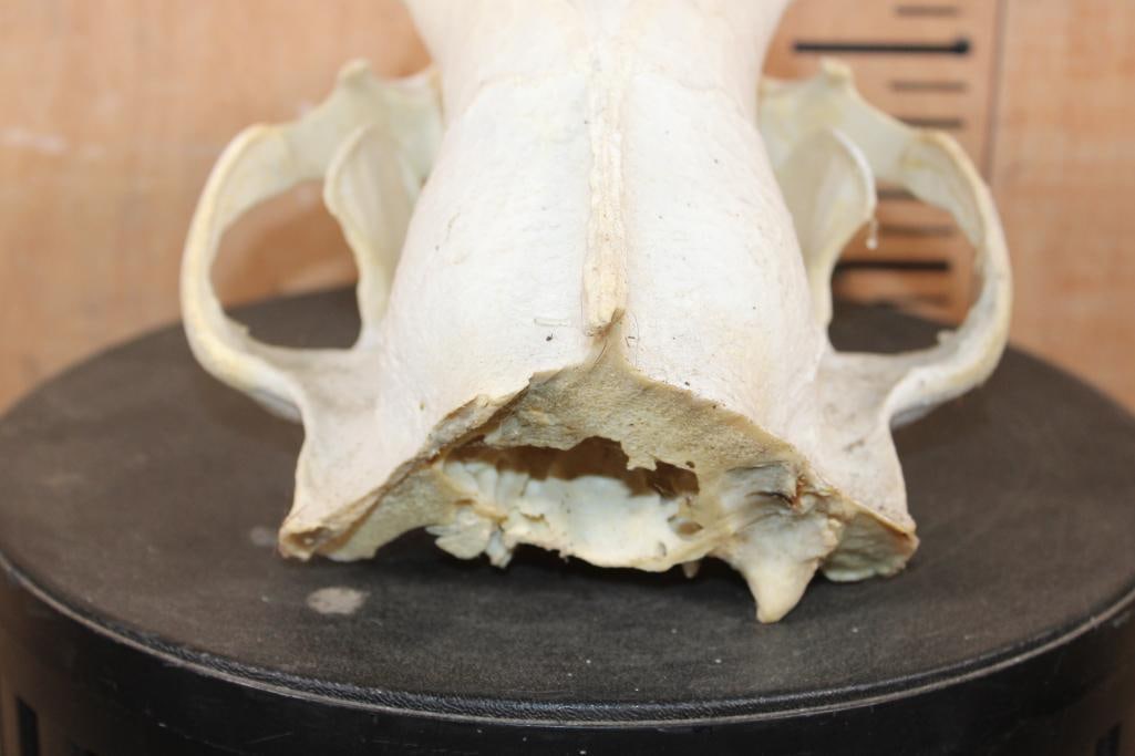 XXL BLACK BEAR Skull - 6