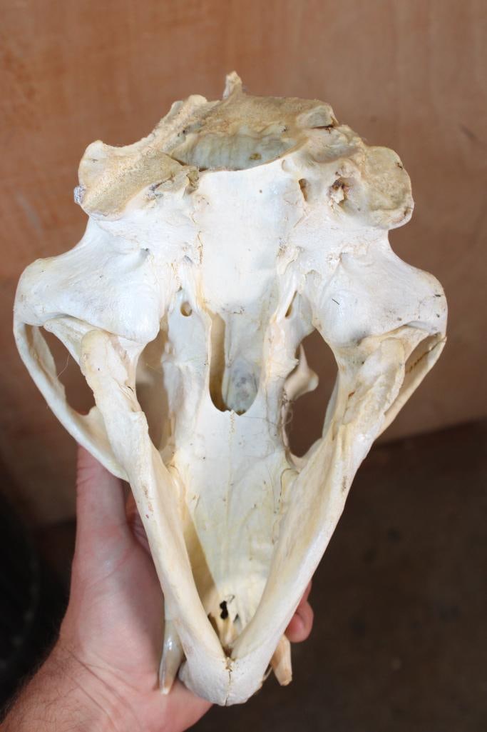 XXL BLACK BEAR Skull - 7