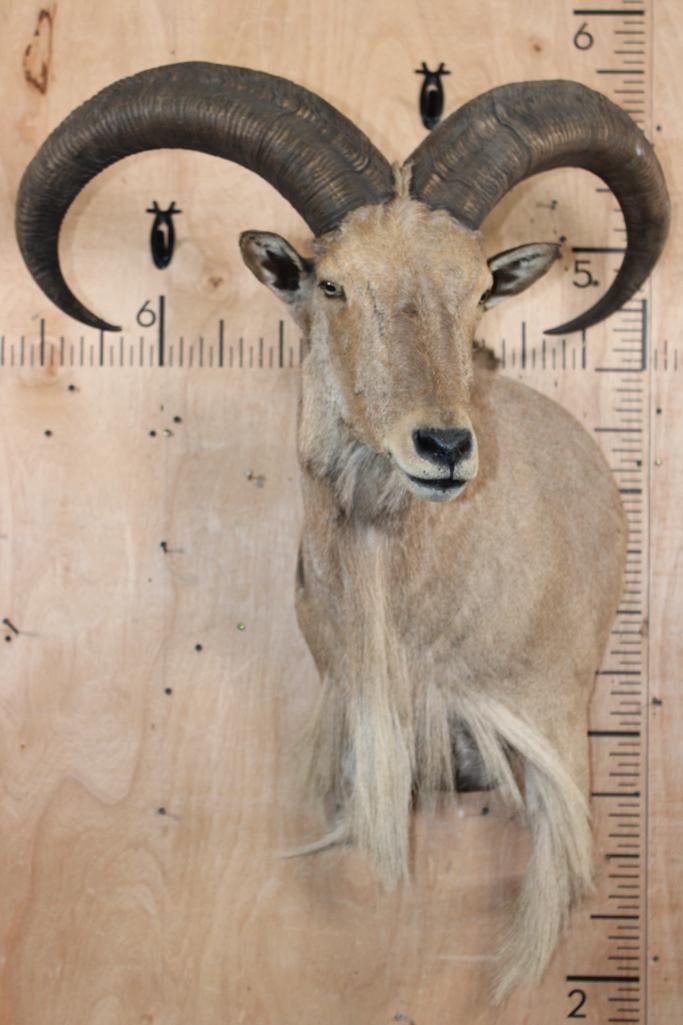 XL AOUDAD Wall Pedestal Mount - 2