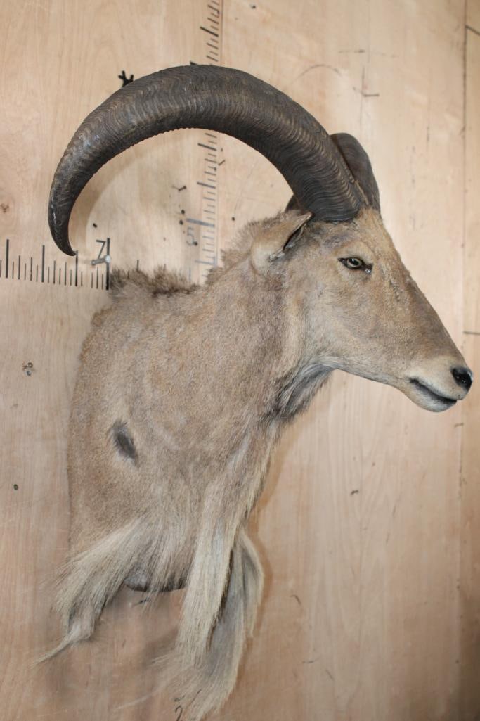 XL AOUDAD Wall Pedestal Mount - 3
