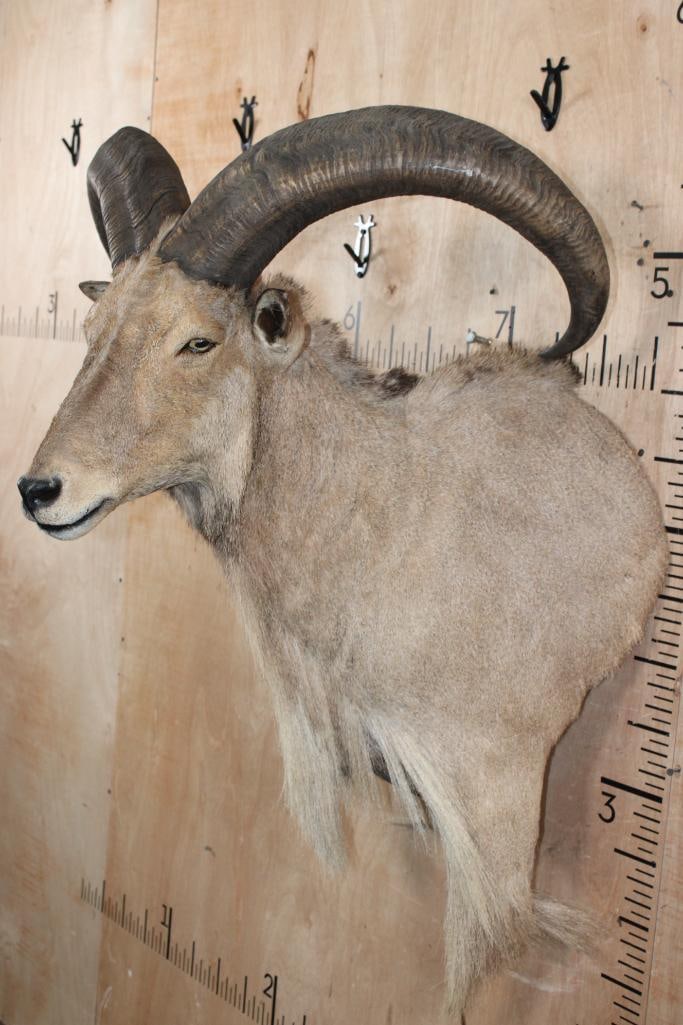 XL AOUDAD Wall Pedestal Mount - 4