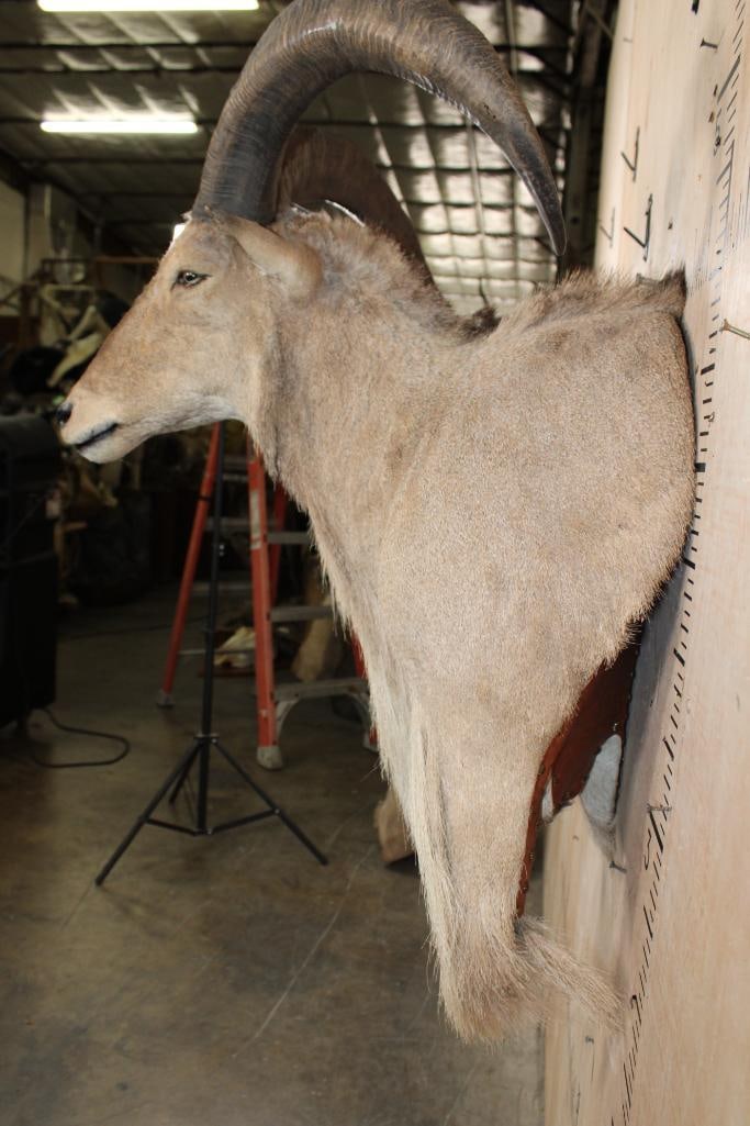 XL AOUDAD Wall Pedestal Mount - 5