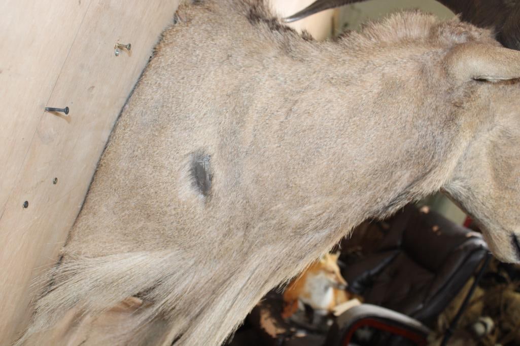 XL AOUDAD Wall Pedestal Mount - 6