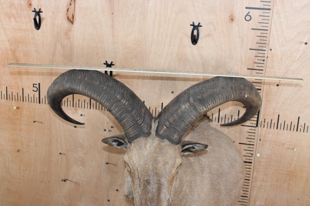 XL AOUDAD Wall Pedestal Mount - 7