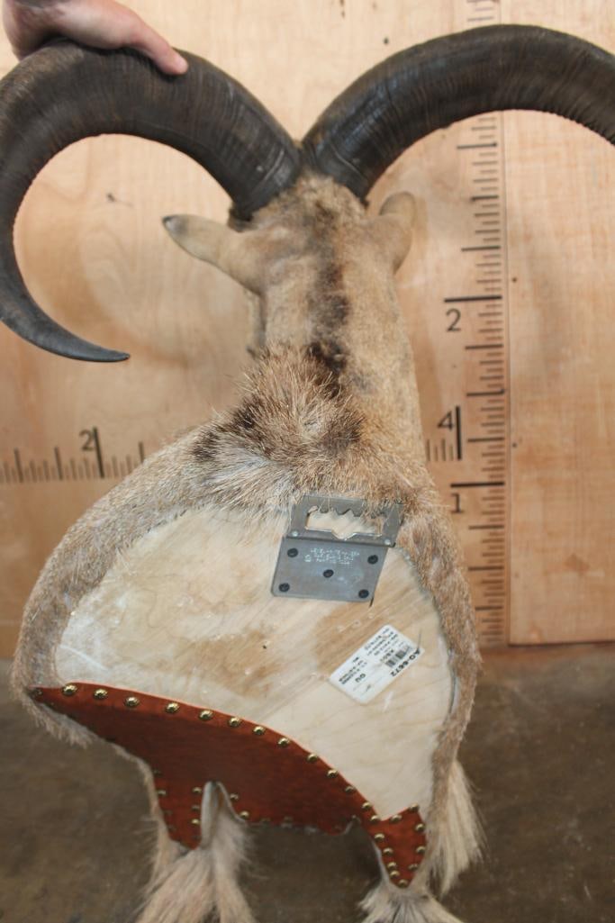 XL AOUDAD Wall Pedestal Mount - 8