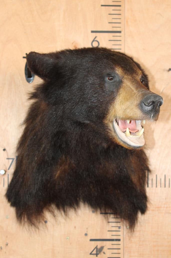 BLACK BEAR Shoulder Mount - 2
