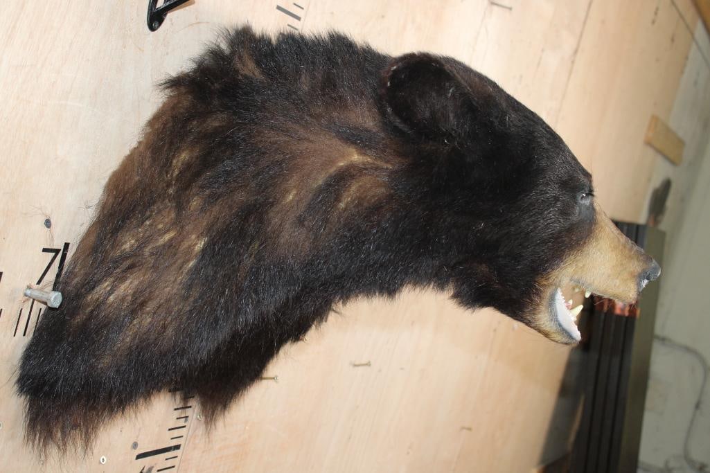 BLACK BEAR Shoulder Mount - 3