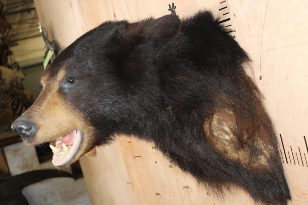 BLACK BEAR Shoulder Mount - 4