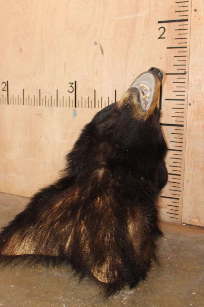 BLACK BEAR Shoulder Mount - 5