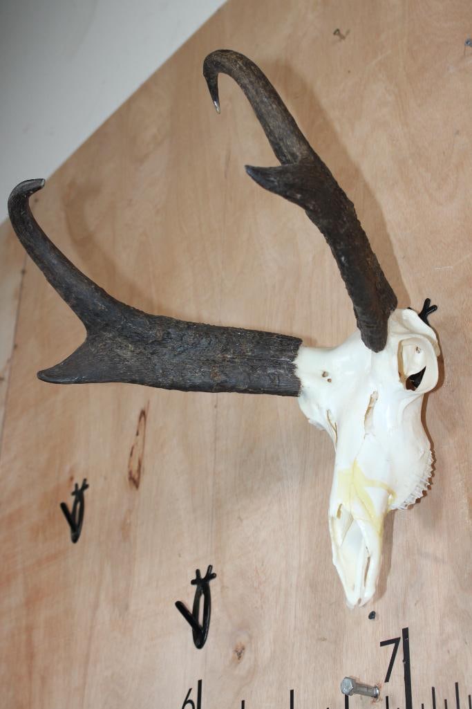 PRONGHORN Skull - 2
